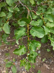 Salix pyrolifolia