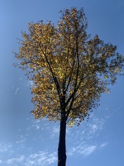 Liquidambar formosana