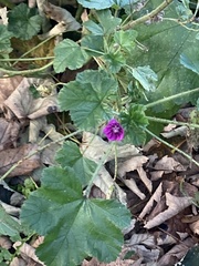 Malva sylvestris