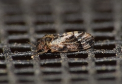 Pachypsylla celtidisvesicula