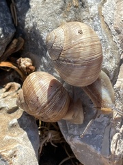 Helix nucula
