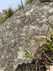 Polystachya zuluensis