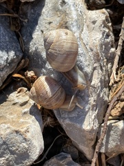 Helix nucula
