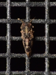 Pachypsylla celtidisvesicula