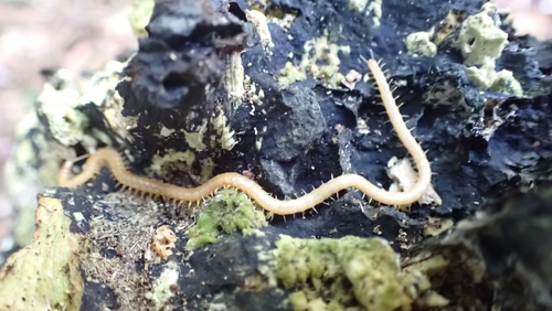 Western Yellow Centipede, 3732 De Bilt, Nederland, photo 10 of 10