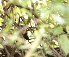 Synallaxis erythrothorax