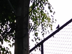 Thraupis palmarum