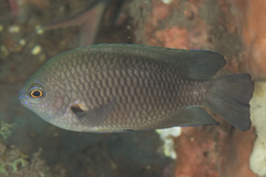 Pomacentrus brachialis