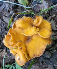 Cantharellus flavolateritius