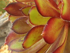 Aeonium arboreum