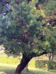 Pinus nigra