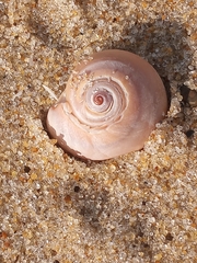 Neverita duplicata