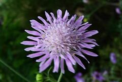 Knautia integrifolia