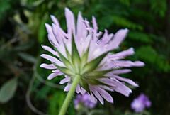 Knautia integrifolia