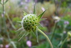 Knautia integrifolia