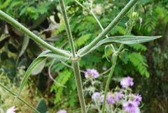 Knautia integrifolia