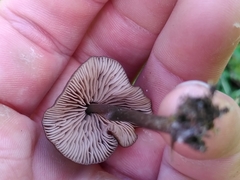 Entoloma infula