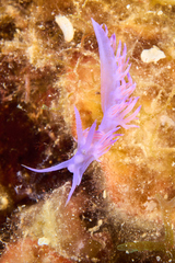 Flabellina affinis