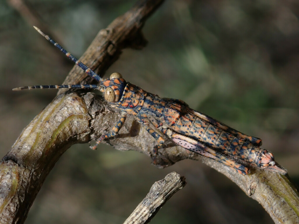Acrostira bellamyi