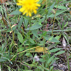 Hieracium