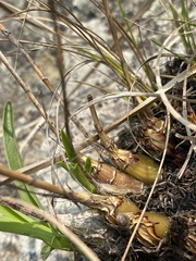 Polystachya zuluensis