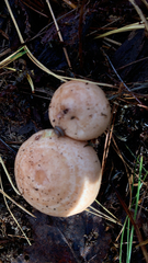 Lactarius xanthogalactus