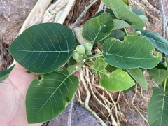 Ficus petiolaris palmeri
