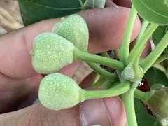 Ficus petiolaris palmeri