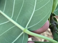 Ficus petiolaris palmeri