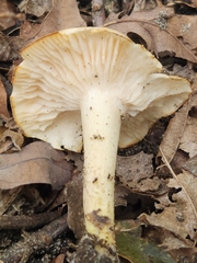 Tricholoma odorum