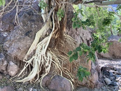 Ficus petiolaris palmeri