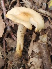 Tricholoma odorum