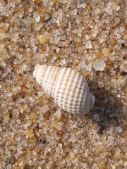 Ilyanassa trivittata