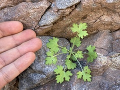 Perityle lobata