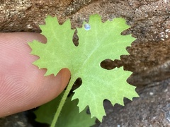 Perityle lobata