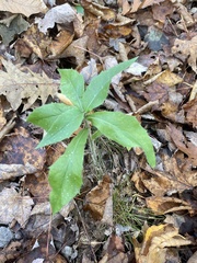 Hieracium lachenalii