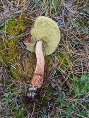 Aureoboletus projectellus