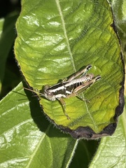 Paraidemona