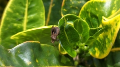 Coreinae