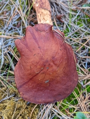 Aureoboletus projectellus