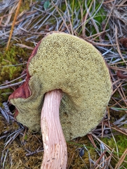 Aureoboletus projectellus