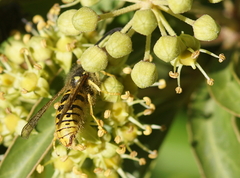 Vespula