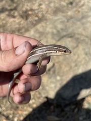 Plestiodon skiltonianus skiltonianus