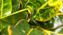 Coreinae