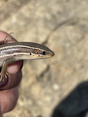 Plestiodon skiltonianus skiltonianus