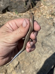 Plestiodon skiltonianus skiltonianus