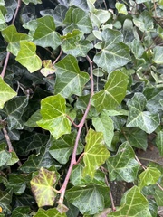 Hedera helix
