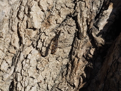 Dolichurus corniculus