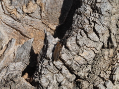 Dolichurus corniculus