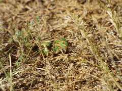 Oedaleus decorus